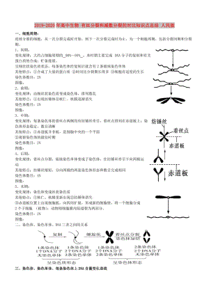 2019-2020年高中生物 有絲分裂和減數(shù)分裂的對比知識點(diǎn)總結(jié) 人民版.doc