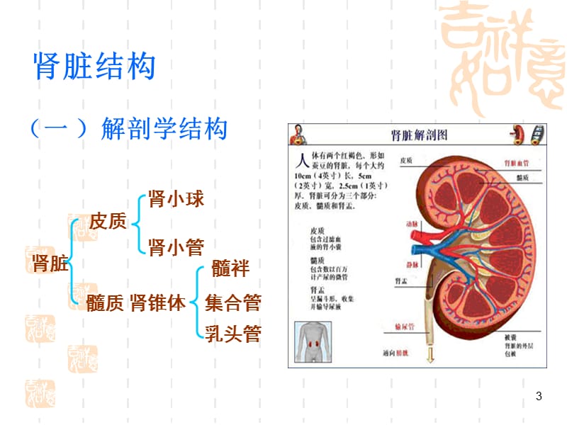 肾脏功能ppt课件_第3页