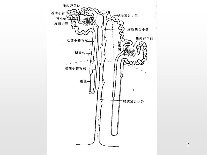 肾脏的组织学结构ppt课件_第2页