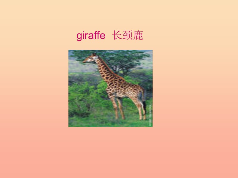 四年级英语上册 Unit 4 Animals at the Zoo lessson29 Where do they live课件 冀教版.ppt_第3页