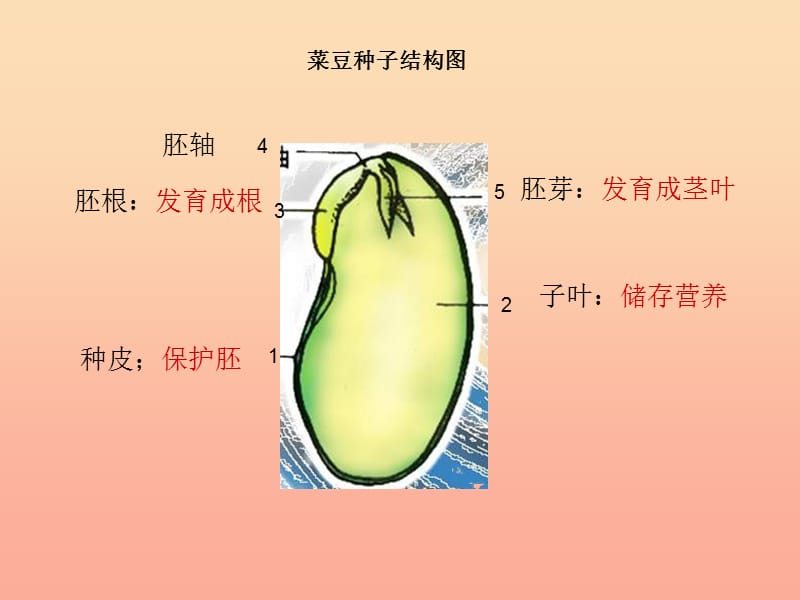 三年级科学下册 二 植物的生长 1《植物的种子》课件2 新人教版.ppt_第1页