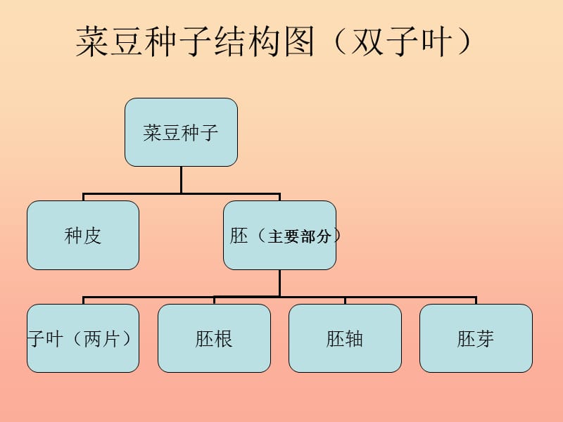 三年级科学下册 二 植物的生长 1《植物的种子》课件2 新人教版.ppt_第2页