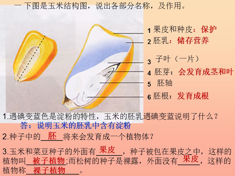 三年级科学下册 二 植物的生长 1《植物的种子》课件2 新人教版.ppt_第3页