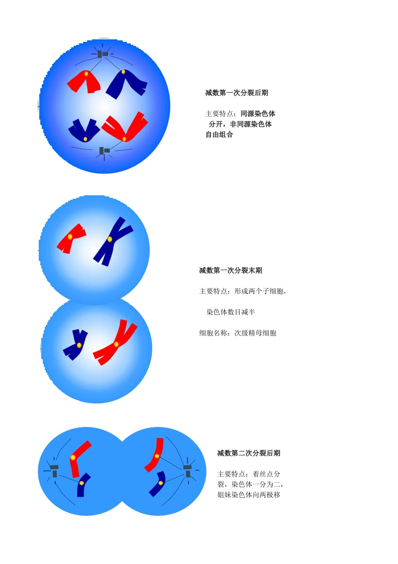 2019-2020年高一生物第二节减数分裂和受精作用教案 人教版 必修2第.doc_第3页