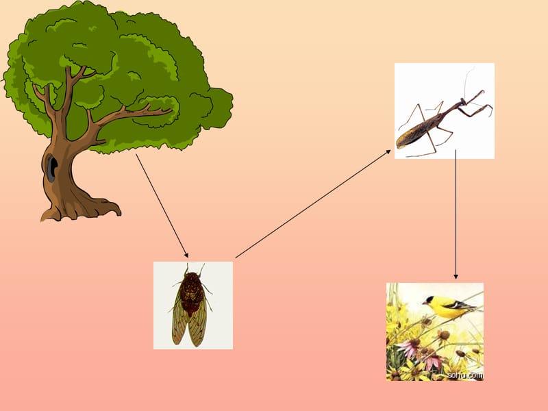 六年级科学上册密切联系的生物界课件8青岛版.ppt_第3页