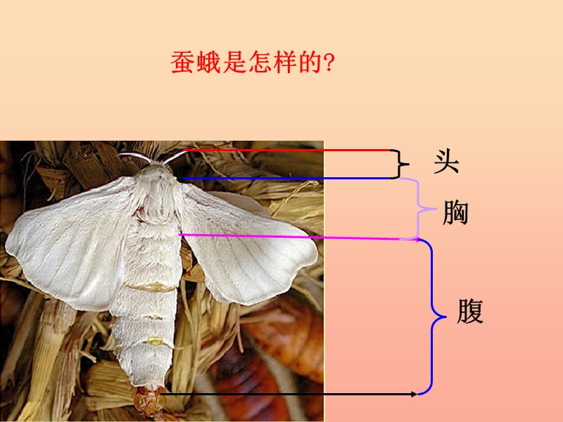 三年级科学下册 动物的生命周期 4 蛹变成了什么课件2 教科版.ppt_第3页