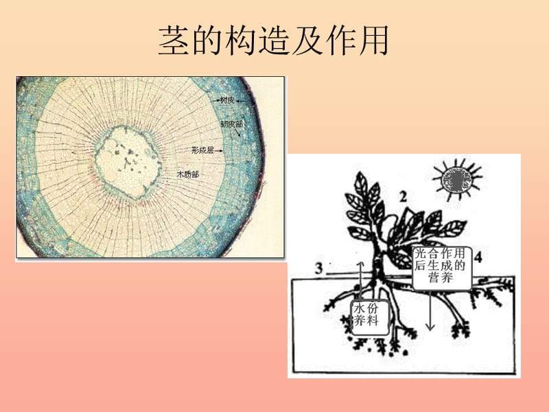 三年级科学下册 植物的生长变化 5 茎越长越高课件3 教科版.ppt_第2页