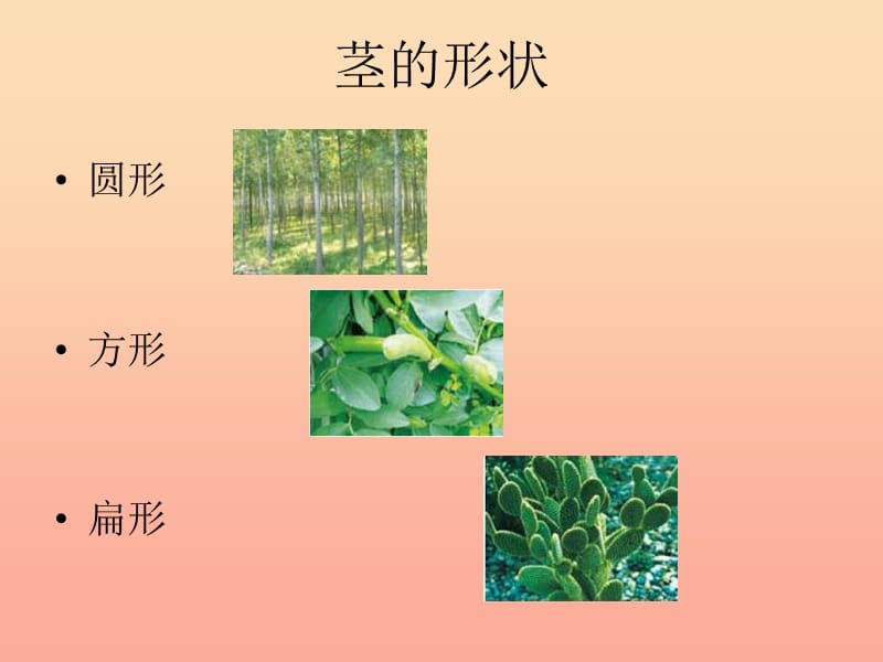 三年级科学下册 植物的生长变化 5 茎越长越高课件3 教科版.ppt_第3页