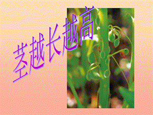 三年級科學(xué)下冊 植物的生長變化 5 莖越長越高課件3 教科版.ppt