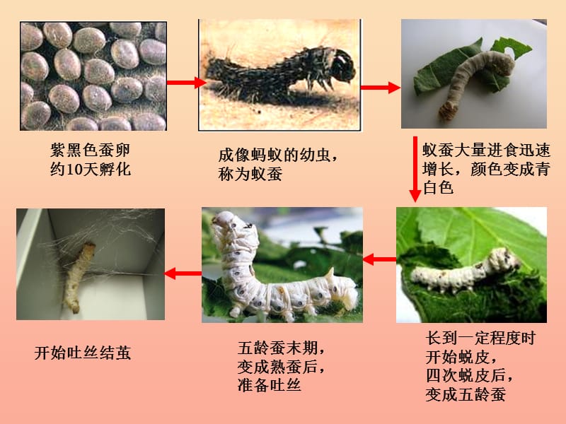 三年级科学下册 动物的生命周期 3 蚕变了新模样课件 教科版.ppt_第1页