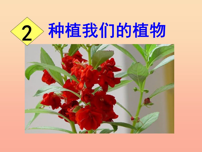 三年级科学下册 植物的生长变化 2 种植我们的植物课件6 教科版.ppt_第1页