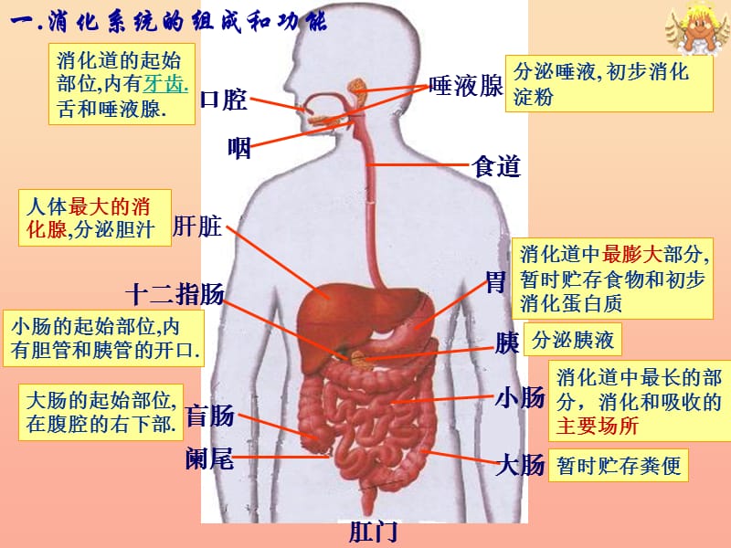 四年级科学下册3食物2食物中的营养课件7教科版.ppt_第3页