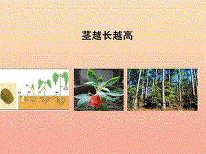 三年級科學下冊 植物的生長變化 5莖越長越高課件 教科版.ppt