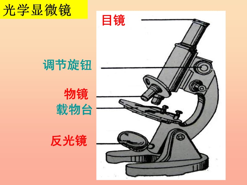 六年级科学下册 第一单元 微小世界 6用显微镜观察身边的生命世界(二)课件 教科版.ppt_第2页