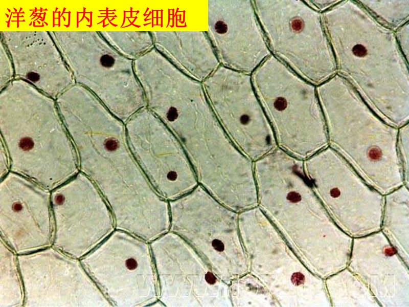 六年级科学下册 第一单元 微小世界 6用显微镜观察身边的生命世界(二)课件 教科版.ppt_第3页