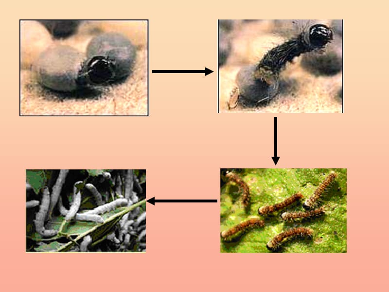 三年级科学下册 动物的生命周期 2 蚕的生长变化课件1 教科版.ppt_第2页