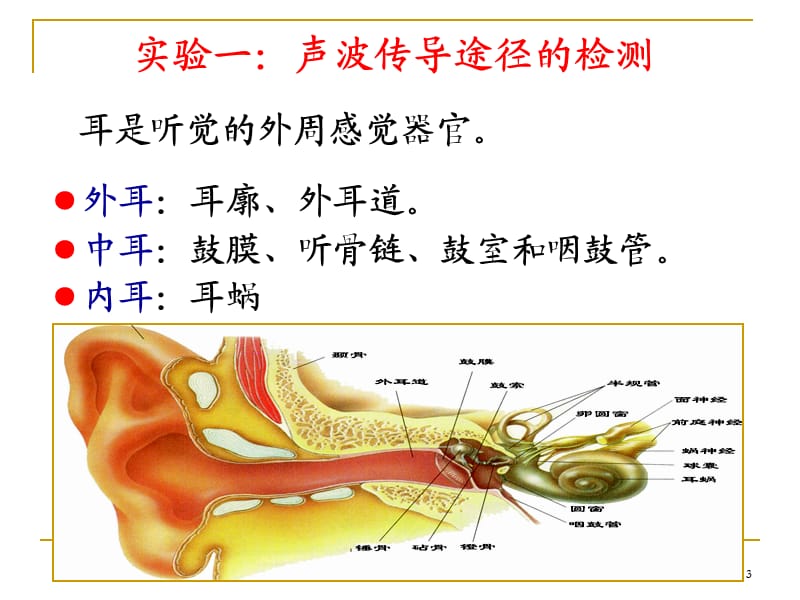 生物科学感官实验ppt课件_第3页