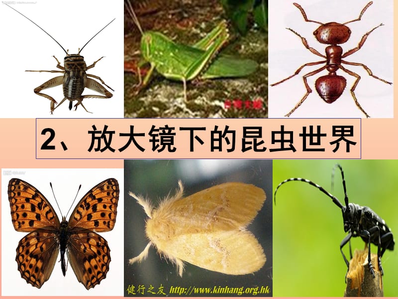 六年级科学下册 第一单元 微小世界 2《放大镜下的昆虫世界》课件3 教科版.ppt_第1页