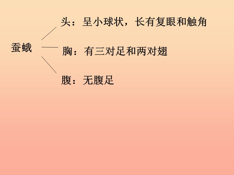 三年级科学下册动物的生命周期4蛹变成了什么课件教科版.ppt_第3页