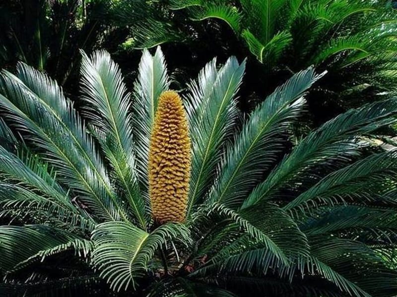 六年级生物下册 第三单元 第一章 第三节 种子植物课件 鲁科版（五四制）.ppt_第2页