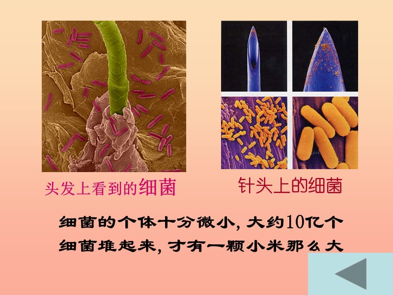 五年级科学上册 第2课 细菌课件2 青岛版.ppt_第2页