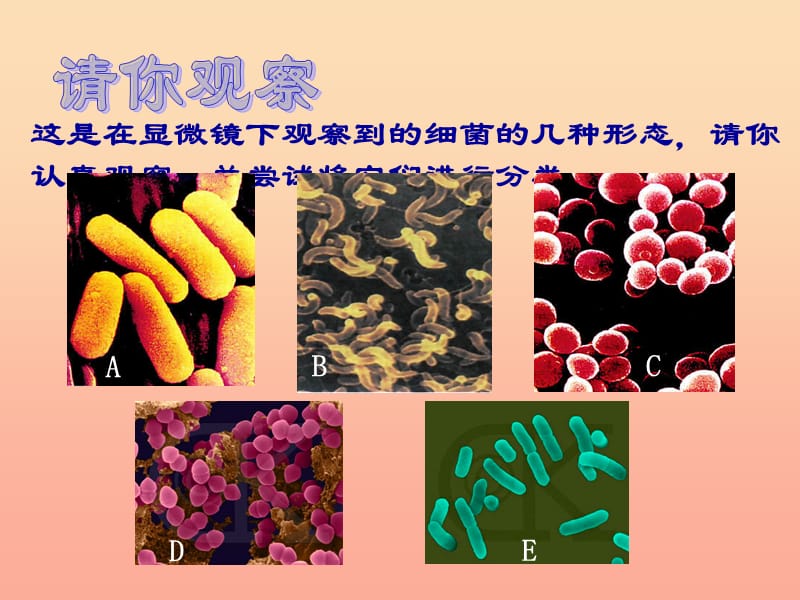 五年级科学上册 第2课 细菌课件2 青岛版.ppt_第3页