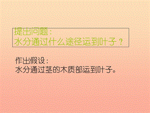 六年級生物下冊 第三單元 生物圈中的綠色植物第三章 第一節(jié) 水分進入植物體內的途徑 小組展示1課件 魯科版（五四制）.ppt