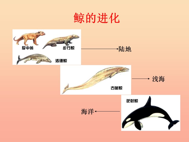 四年级语文下册 第7单元 26《鲸》课件1 语文S版.ppt_第2页