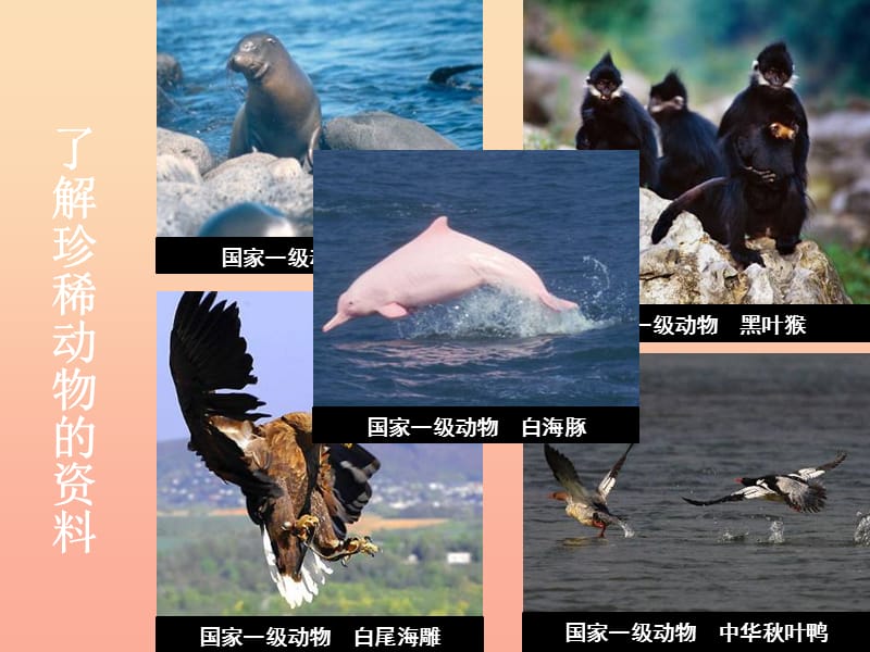 四年级科学上册 2.5 珍稀动物的保护课件2 湘教版.ppt_第3页