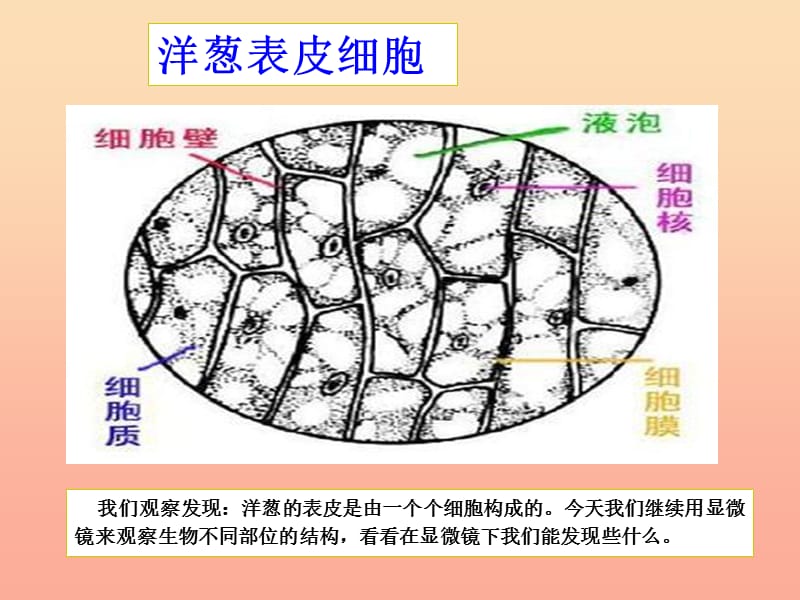 六年级科学下册 第一单元 微小世界 6《用显微镜观察身边的生命世界(二)》课件2 教科版.ppt_第2页