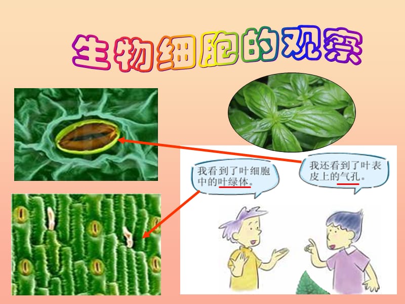 六年级科学下册 第一单元 微小世界 6《用显微镜观察身边的生命世界(二)》课件2 教科版.ppt_第3页