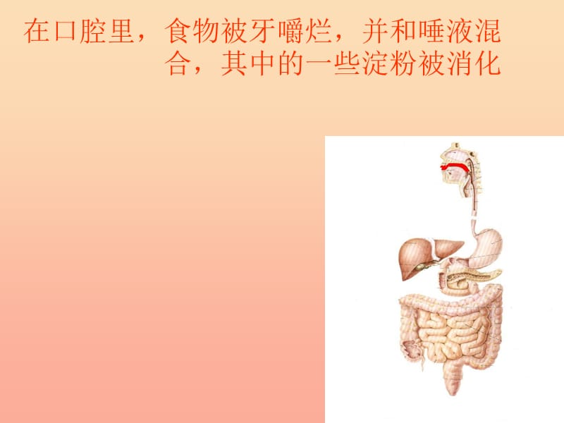 2019秋四年级科学上册 2.3《一次奇妙的旅行》课件5 大象版.ppt_第2页