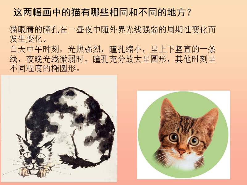 二年级美术下册第17课可爱的猫咪课件2浙美版.ppt_第2页