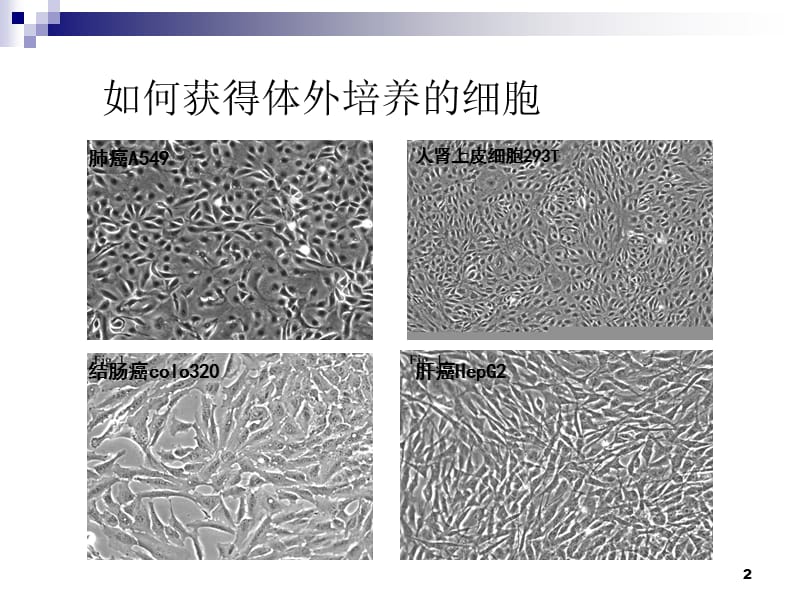 兔肾原代细胞的分离与培养ppt课件_第2页