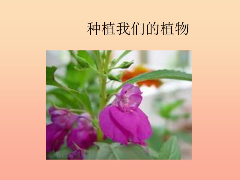 三年级科学下册 植物的生长变化 2《种植我们的植物》课件 教科版.ppt_第1页