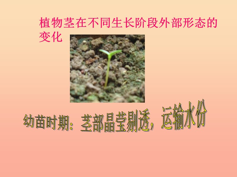 三年级科学下册植物的生长变化5茎越长越高课件2教科版.ppt_第3页