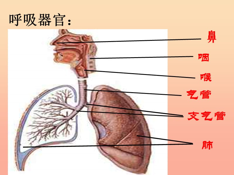 2019春四年级科学下册 2.2《有趣的呼吸器官》课件4 大象版.ppt_第3页