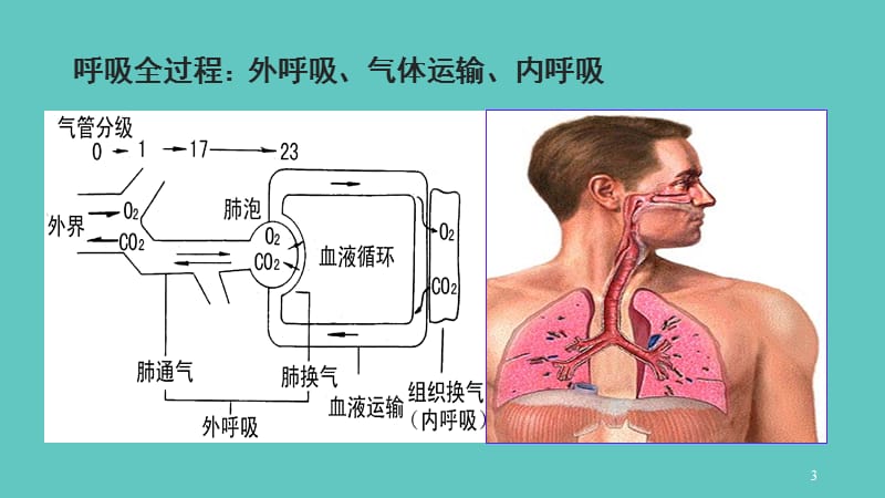 新生儿呼吸管理 ppt课件_第3页