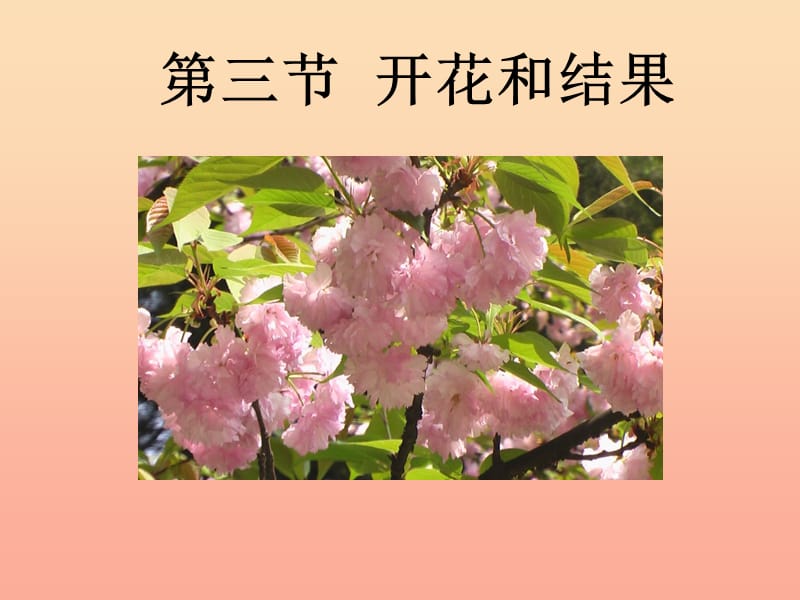 六年级生物下册 第三单元 第二章 第三节 开花和结果课件 鲁科版（五四制）.ppt_第1页