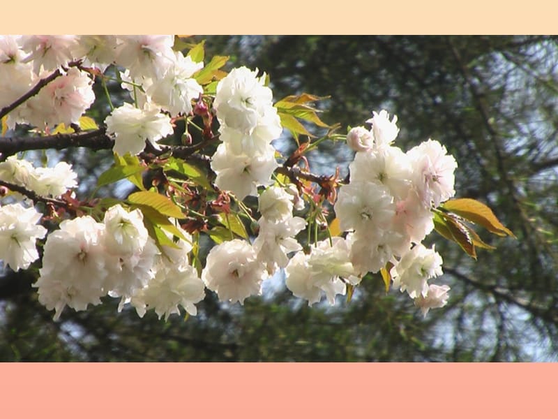 六年级生物下册 第三单元 第二章 第三节 开花和结果课件 鲁科版（五四制）.ppt_第2页