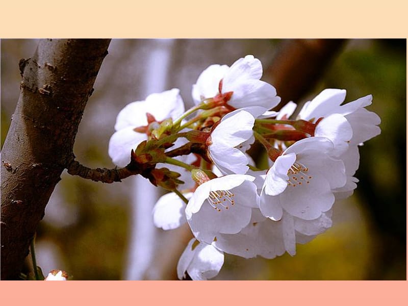 六年级生物下册 第三单元 第二章 第三节 开花和结果课件 鲁科版（五四制）.ppt_第3页