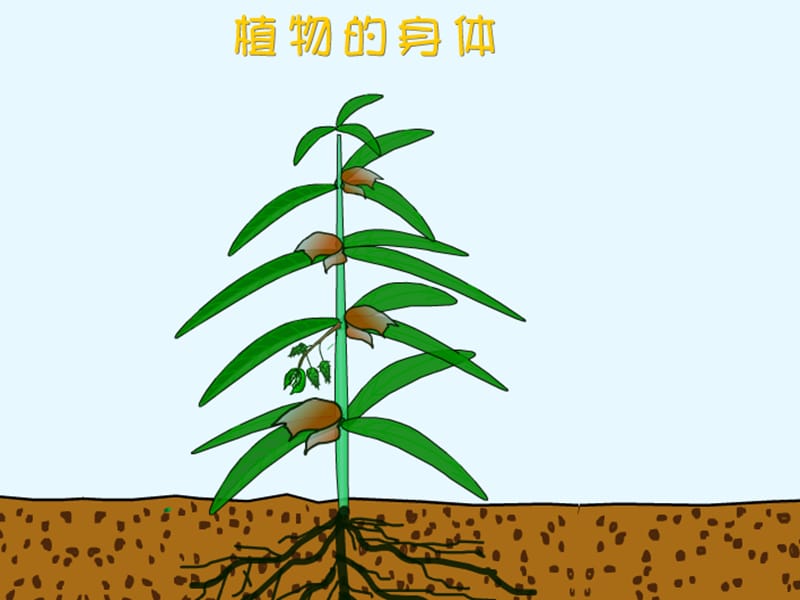 四年级科学上册 1.1 植物的身体课件3 湘教版.ppt_第2页