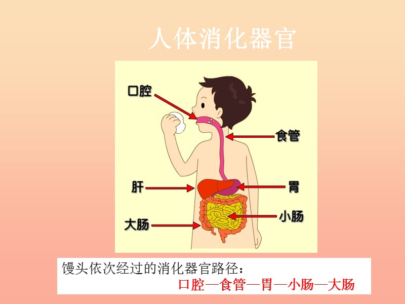 六年级科学上册 2.2 消化与吸收课件2 湘教版.ppt_第3页