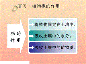 三年級(jí)科學(xué)下冊(cè) 植物的生長(zhǎng)變化 4 種子變成了幼苗課件2 教科版.ppt