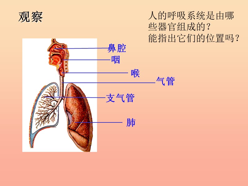 2019春四年级科学下册 2.2《有趣的呼吸器官》课件2 大象版.ppt_第2页