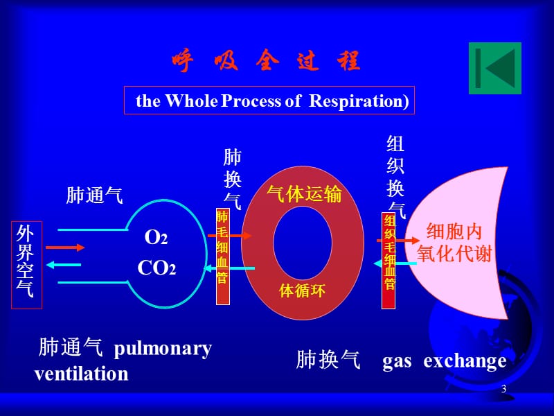 兽医内科学第三章呼吸器官疾病ppt课件_第3页