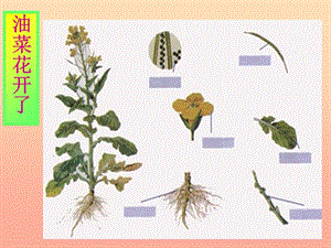 四年級科學(xué)下冊 2 新的生命 2 各種各樣的花課件5 教科版.ppt