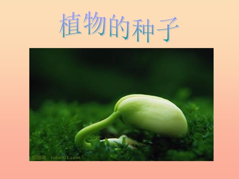 三年级科学下册 二 植物的生长 第1课《植物的种子》课件1 新人教版.ppt_第1页