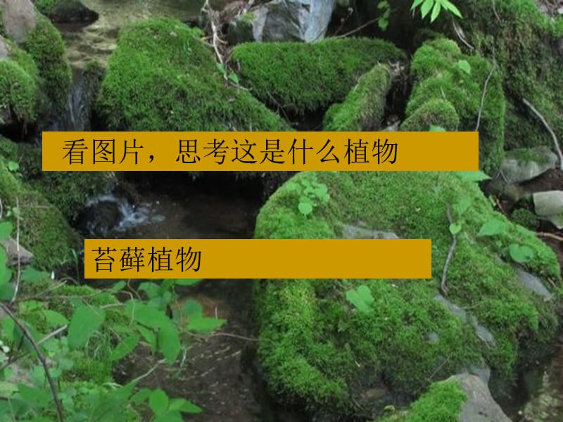 六年级生物下册 3.1.2《苔藓和蕨类植物》课件3 鲁科版五四制.ppt_第3页