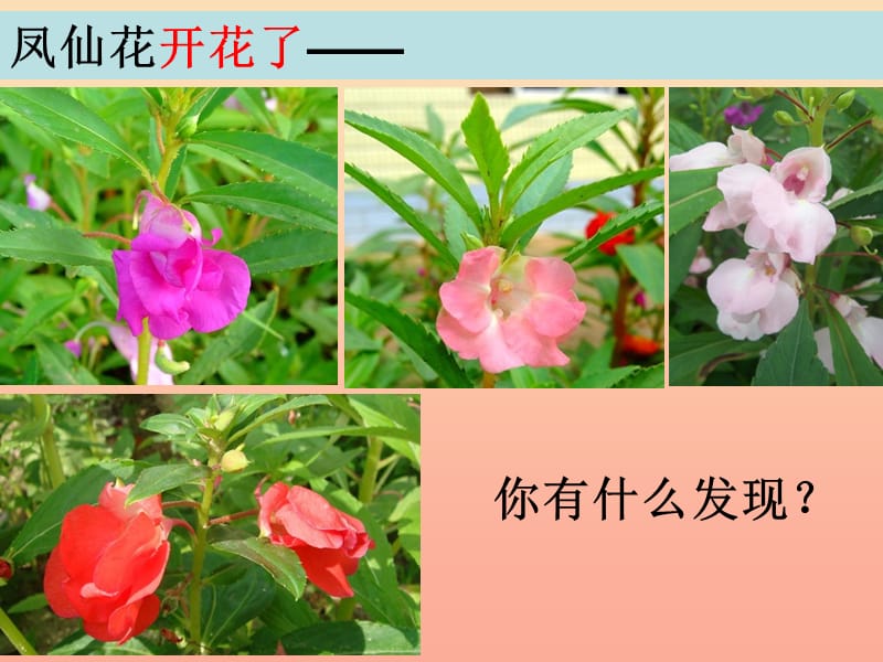 三年级科学下册 植物的生长变化 6 开花了结果了课件2 教科版.ppt_第2页